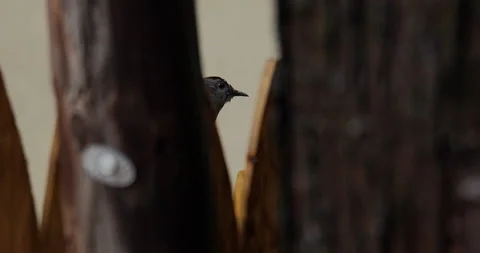 4K CLOSE UP OF BIRD SHOT BETWEEN TWO TREES Stock Footage 131127622