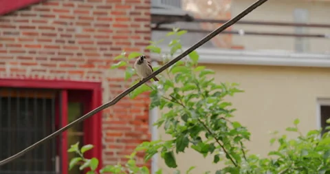 4K CLOSE UP OF BIRD ON WIRE IN BACKYARD Stock Footage 131279175