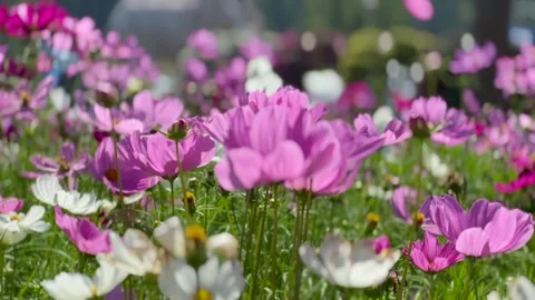 4K close-up of blooming pink and white cosmos flowers swaying in bright sunlight Stock-Footage 337517333