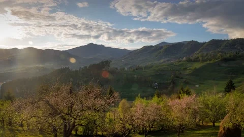 4k close-up of blooming tree flowers moving in the wind Stock Footage 130264780