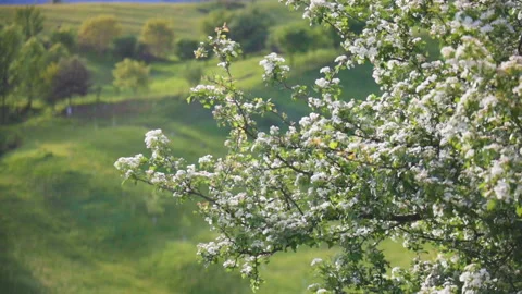 4k close-up of blooming tree flowers moving in the wind Stock Footage 131396178