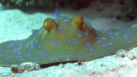 4K close up of a blue spotted stingray in the Red Sea, Egypt 動画素材 227035964