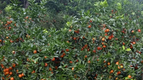 4K Close Up of Bountiful Citrus Fruit Harvest Stock Footage 319842836