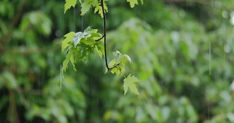4K CLOSE UP OF BRANCH WITH TREES IN THE BACKGROUND IN THE RAIN Stock Footage 131127960