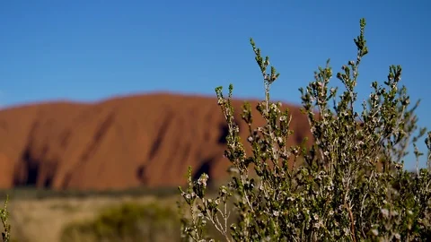 4K, close-up of a bush with insects with Mount Uluru out of focus in background Stock Footage 106930496