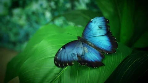 4k Close-up Butterfly Blue Morpho Flapping Wings Vídeos de archivo 76626459