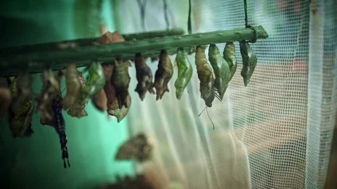 4k Close-up Butterfly Cocoons Hatching Stock Footage 76628278