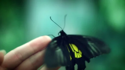 4k Close-up Butterfly Flapping Wings Fast Stock Footage 76620158