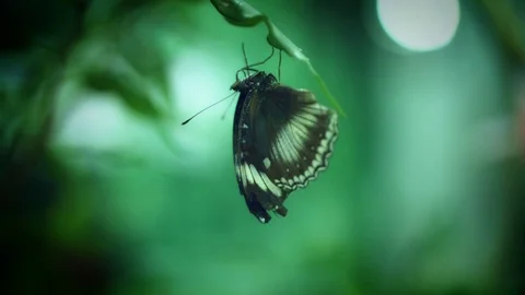4k Close-up Butterfly on a Green Leaf Stock Footage 76621148