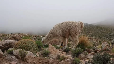4K Close-up camera footage of a llama grazing among rocks in the mountains on Stock-Footage 346288085
