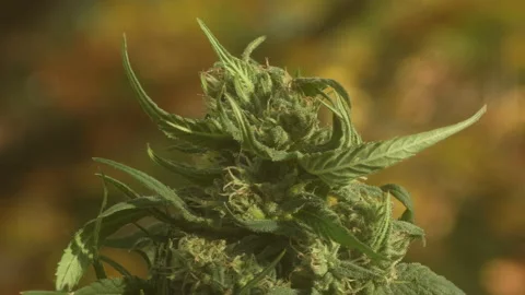 4K Close up Cannabis bud rotating. Thc Crystals White Widow shining tricombs. Video stock 163048926