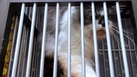 4k close up cat animal 스톡 동영상 155437672