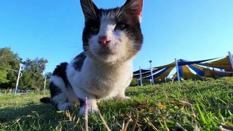 4K Close-Up of Cat Eating Grass in Park - Perfect for Pet-Themed Projects. Stock-Footage 305037094