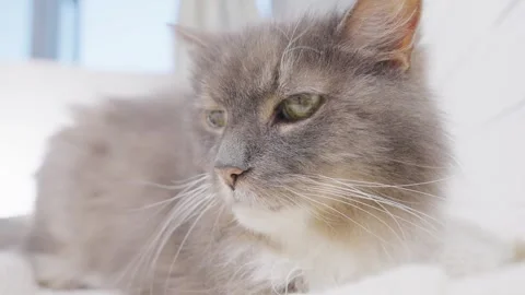 4k Close up cat lying on a white blanket and closing its eyes. Pet care concept Stock-Footage 256086301