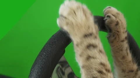 4K Close-up of cat paws turning steering wheel green screen Non-keyed 库存影片 136343038