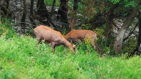 4K Close-Up of a Chamois Eating Grass in a Lush Green Summer Meadow Stock Footage 336667987