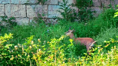 4K Close-Up of a Chamois Eating Grass in a Lush Green Summer Meadow Stock Footage 336667991