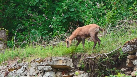 4K Close-Up of a Chamois Eating Grass in a Lush Green Summer Meadow Stock Footage 336667992