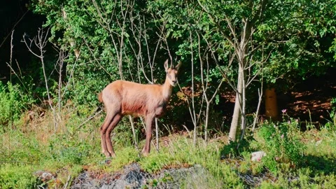 4K Close-Up of a Chamois Grazing in a Lush Green Summer Meadow Stock Footage 336667990