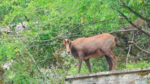 4K Close-Up of a Chamois Grazing in a Lush Green Summer Meadow Stock Footage 336668000