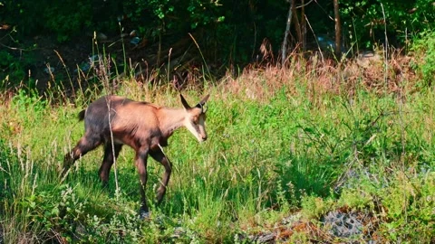4K Close-Up of a Chamois Walking Through a Lush Green Summer Meadow 스톡 동영상 336667996