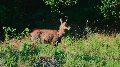 4K Close-Up of a Chamois Walking Through a Lush Green Summer Meadow Stock Footage 336667997