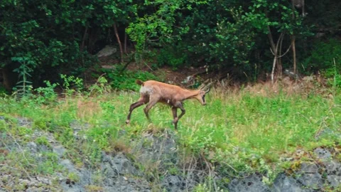 4K Close-Up of a Chamois Walking Through a Lush Green Summer Meadow Stock Footage 336668002