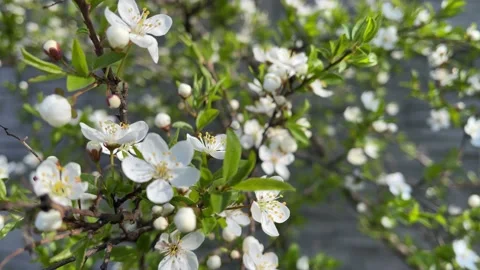 4k Close-up of cherry blossom in spring garden. Slow motion. Video stock 156230165