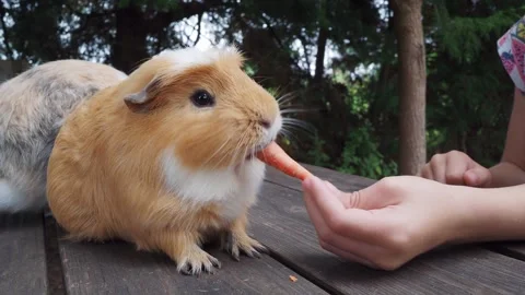 4K close-up of a child hand-feeding a fresh carrot to a fluffy ginger guinea Stock Footage 345285491