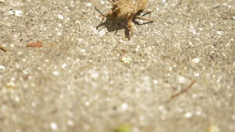 4k, close-up. a cicada larva crawling along the asphalt. Stock Footage 91553433