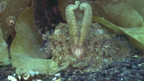 4K Close up of a common cuttlefish displaying tentacles off the UK coast Stock Footage 285656529
