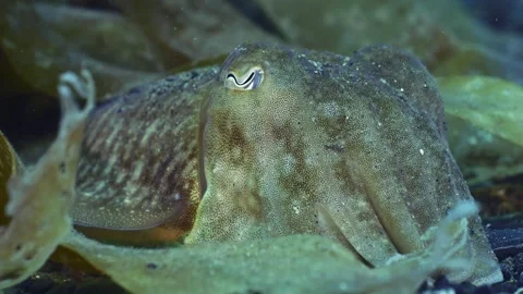 4K Close up of a common cuttlefish resting on the seafloor off the UK coast Stock Footage 285655960