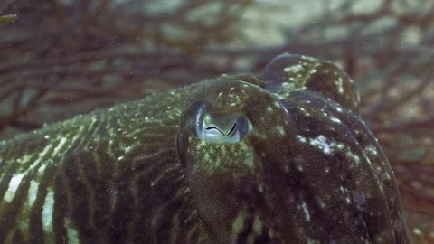 4K close up of a common cuttlefish (Sepia officinalis) eyes Видео 285656413