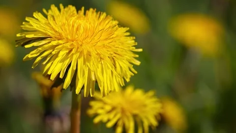 4K Close-Up Common Dandelion Flower Head Yellow Florets Stock Footage 339268351