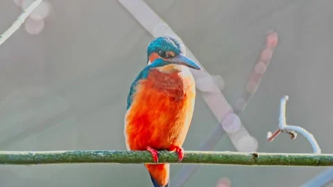 4K Close-Up of Common Kingfisher Perched on Branch Above River Stock Footage 328633899