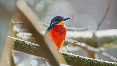 4K Close-Up of Common Kingfisher Perched on Branch Above River Stock Footage 328633900