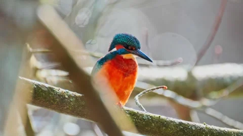4K Close-Up of Common Kingfisher Perched on Branch Above River Stock Footage 328633901