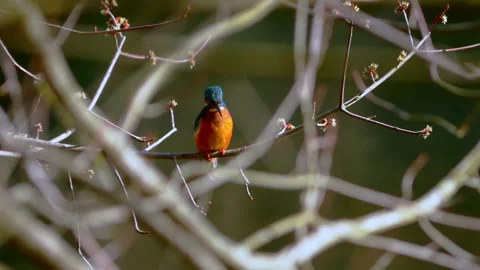 4K Close-Up of Common Kingfisher Perched on Branch Stock Footage 330130285