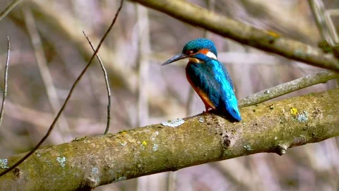 4K Close-Up of Common Kingfisher Perched on Branch Stock Footage 330130287