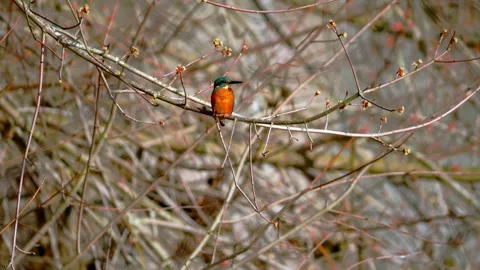 4K Close-Up of Common Kingfisher Perched on Branch Video stock 330130290