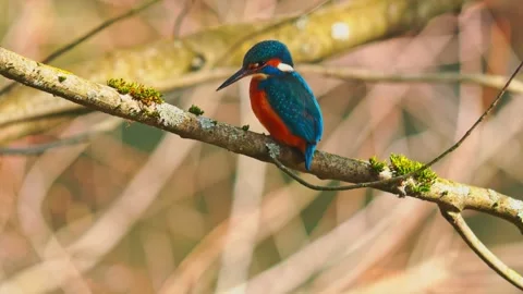 4K Close-Up of Common Kingfisher Perched on Branch Stock Footage 330130295