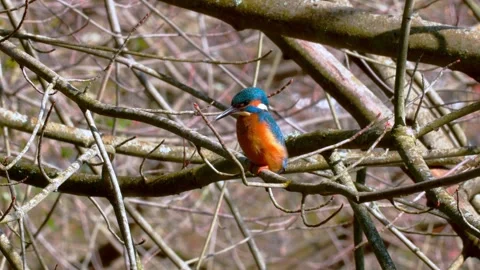 4K Close-Up of Common Kingfisher Perched on Branch Stock Footage 330130296