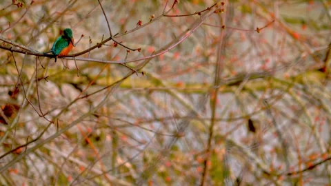 4K Close-Up of Common Kingfisher Perched on Branch Stock Footage 330130297