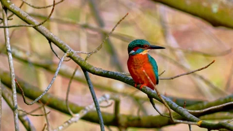 4K Close-Up of Common Kingfisher Perched on Branch Stock Footage 330130299