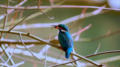 4K Close-Up of Common Kingfisher Perched on Branch Eating a Fish 스톡 동영상 330131004