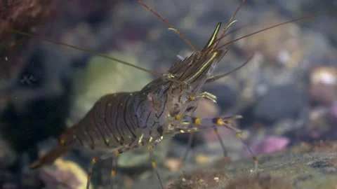 4K close up of a common prawn (Palaemon serratus) cleaning off the Welsh coast 動画素材 250561700