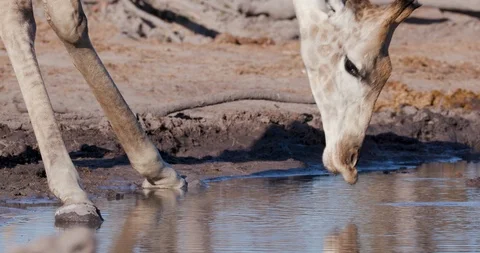 4K close-up cropped view of a giraffes face   drinking at a waterhole, Botswana Video stock 95209708
