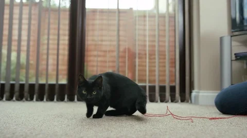 4K Close up of cute black kitten playing with a feathered toy Stock Footage 76117183