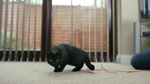 4K Close up of cute black kitten playing with a feathered toy Stock Footage 76117207