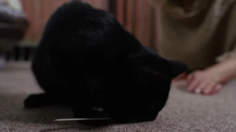 4K Close up of cute black kitten &amp; owner playing at home Stock Footage 76122306